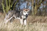 ALASKAN MALAMUTE 872